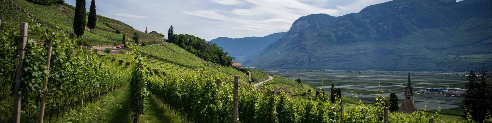Vineyard on the side of a valley