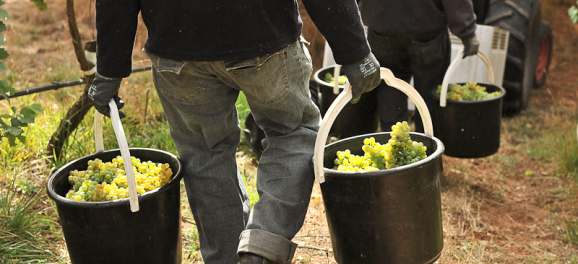 Hand harvested Gruner Veltliner grapes at the biodynamic vineyard of Hahndorf Hill from https://commons.wikimedia.org/wiki/File:Hand_harvested_Gruner_Veltliner_grapes_at_the_biodynamic_vineyard_of_Hahndorf_Hill.jpg