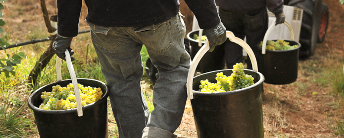 Hand harvested Gruner Veltliner grapes at the biodynamic vineyard of Hahndorf Hill from https://commons.wikimedia.org/wiki/File:Hand_harvested_Gruner_Veltliner_grapes_at_the_biodynamic_vineyard_of_Hahndorf_Hill.jpg